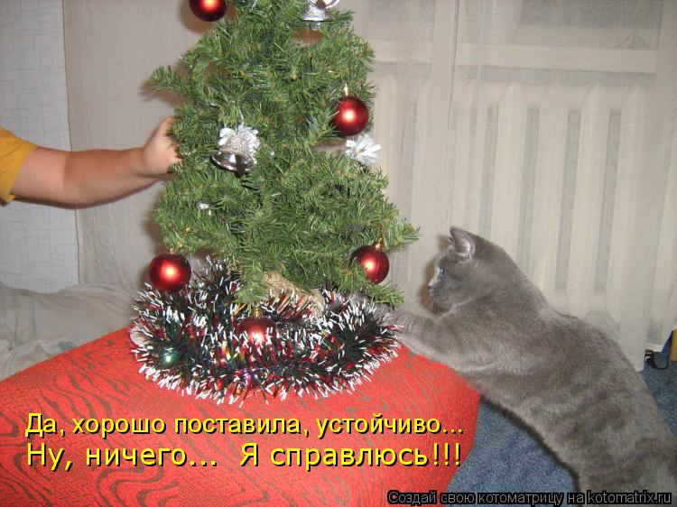 Да, хорошо поставила, устойчиво... Ну, ничего... Я справлюсь!!!... Котоматрица: Да, хорошо поставила, устойчиво... Ну, ничего... Я справлюсь!!!