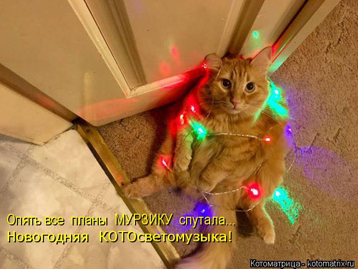Опять все планы МУРЗИКУ спутала... Новогодняя КОТОсветомузыка!... Котоматрица: Опять все планы МУРЗИКУ спутала... Новогодняя КОТОсветомузыка!
