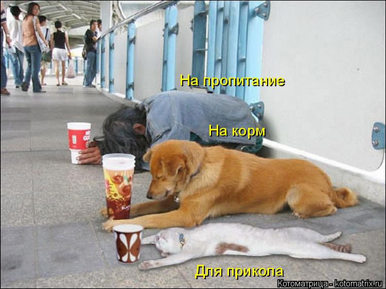 Котоматрица: На пропитание На корм Для прикола