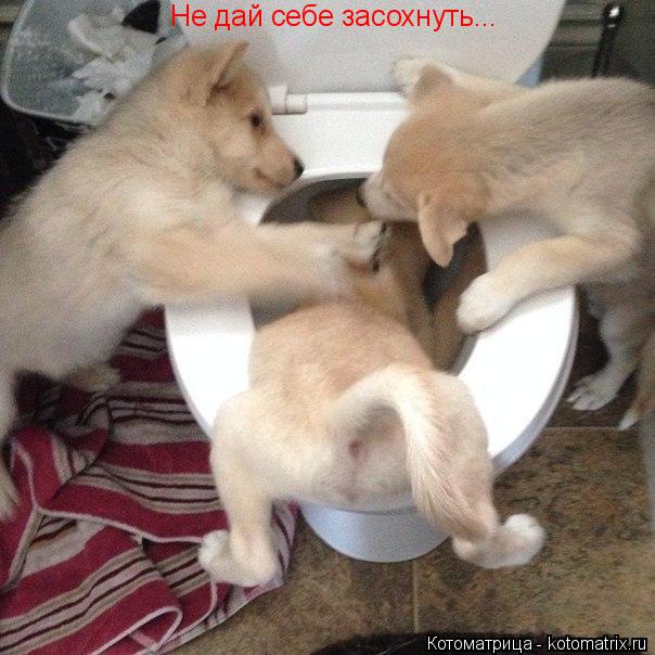 Котоматрица: Не дай себе засохнуть...