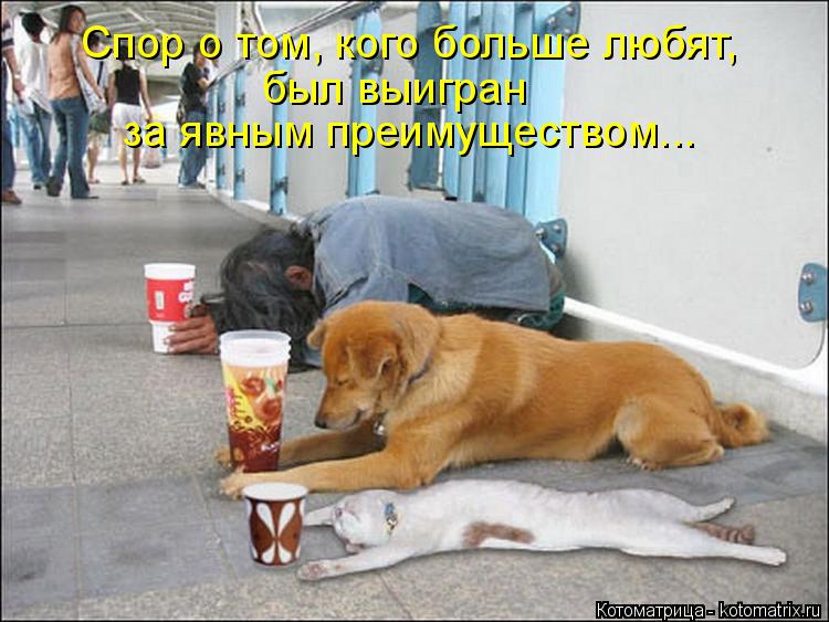 Спор о том, кого больше любят, был выигран за явным преимуществом...... Котоматрица: Спор о том, кого больше любят, был выигран за явным преимуществом...