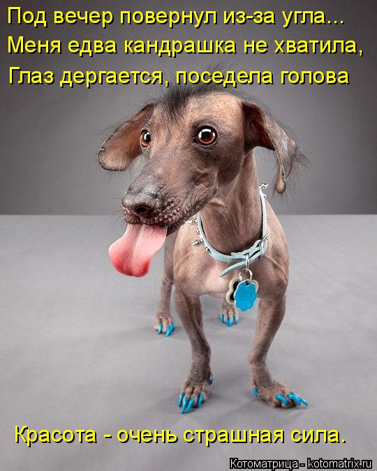 Под вечер повернул из-за угла... Меня едва кандрашка не хватила, Глаз дергается, поседела голова Крас... Котоматрица: Под вечер повернул из-за угла... Меня едва кандрашка не хватила, Глаз дергается, поседела голова Красота - очень страшная сила.