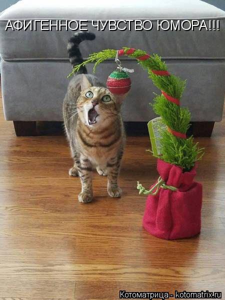 Котоматрица: АФИГЕННОЕ ЧУВСТВО ЮМОРА!!!