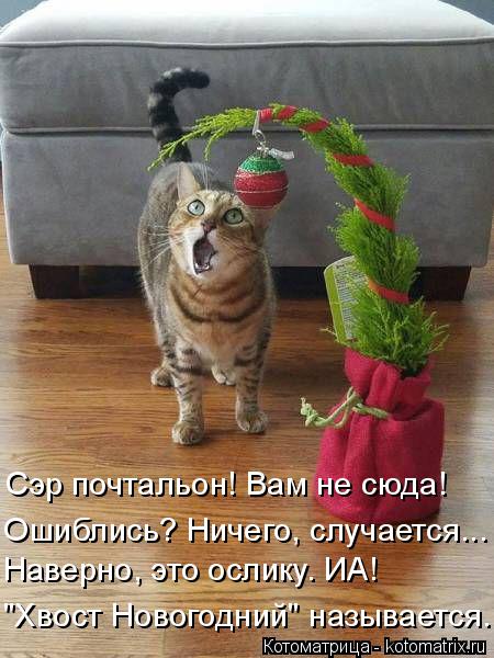 Сэр почтальон! Вам не сюда! Ошиблись? Ничего, случается... Наверно, это ослику. ИА! "Хвост Новогодний... Котоматрица: Сэр почтальон! Вам не сюда! Ошиблись? Ничего, случается... Наверно, это ослику. ИА! "Хвост Новогодний" называется.
