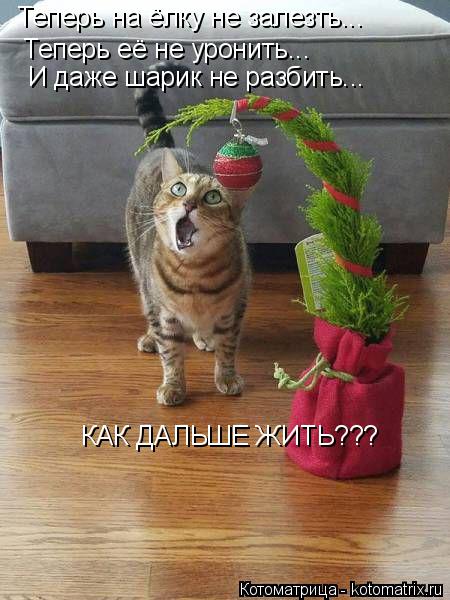 Теперь на ёлку не залезть... Теперь её не уронить... И даже шарик не разбить... КАК ДАЛЬШЕ ЖИТЬ???... Котоматрица: Теперь на ёлку не залезть... Теперь её не уронить... И даже шарик не разбить... КАК ДАЛЬШЕ ЖИТЬ???