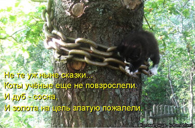 Не те уж ныне сказки... Коты учёные еще не повзрослели. И дуб - сосна, И золота на цепь златую пожале... Котоматрица: Не те уж ныне сказки... Коты учёные еще не повзрослели. И дуб - сосна, И золота на цепь златую пожалели.