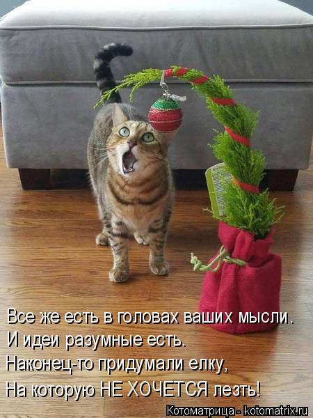 Все же есть в головах ваших мысли. И идеи разумные есть. Наконец-то придумали елку, На которую НЕ ХОЧ... Котоматрица: Все же есть в головах ваших мысли. И идеи разумные есть. Наконец-то придумали елку, На которую НЕ ХОЧЕТСЯ лезть!