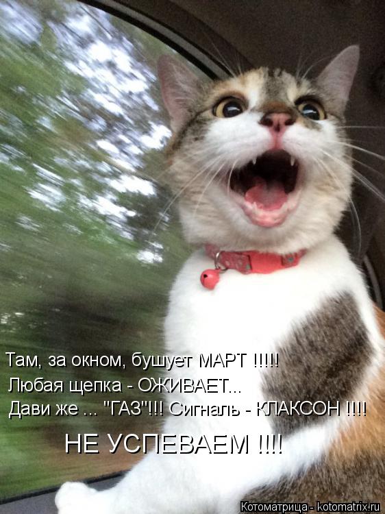 Там, за окном, бушует МАРТ !!!!! Любая щепка - ОЖИВАЕТ... Дави же ... "ГАЗ"!!! Сигналь - КЛАКСОН !!!!... Котоматрица: Там, за окном, бушует МАРТ !!!!! Любая щепка - ОЖИВАЕТ... Дави же ... "ГАЗ"!!! Сигналь - КЛАКСОН !!!! НЕ УСПЕВАЕМ !!!!