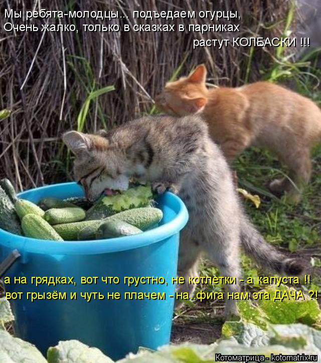 а на грядках, вот что грустно, не котлетки - а капуста !! вот грызём и чуть не плачем - на..фига нам ... Котоматрица: а на грядках, вот что грустно, не котлетки - а капуста !! вот грызём и чуть не плачем - на..фига нам эта ДАЧА ?! Мы ребята-молодцы... подъедаем огур