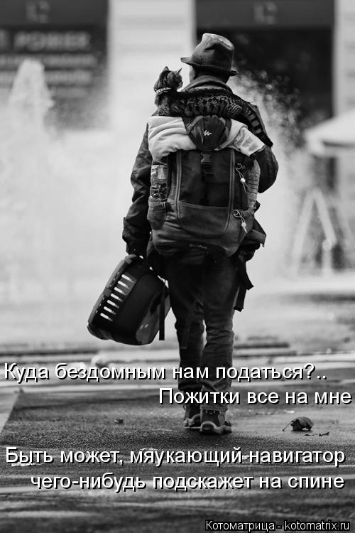 Котоматрица: Куда бездомным нам податься?.. Пожитки все на мне Быть может, мяукающий навигатор чего-нибудь подскажет на спине