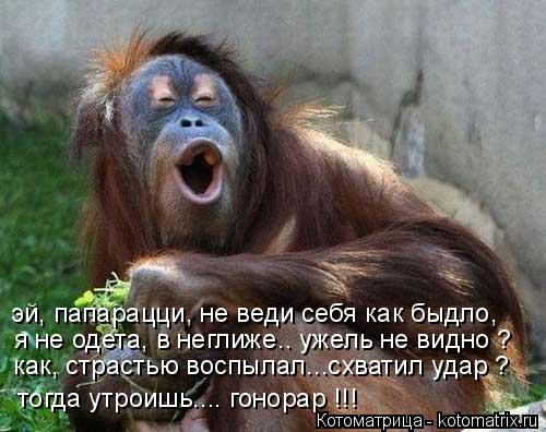 Котоматрица: эй, папарацци, не веди себя как быдло, я не одета, в неглиже.. ужель не видно ? как, страстью воспылал...схватил удар ? тогда утроишь.... гонорар !!!