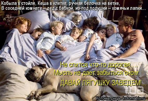 Котоматрица: В соседней комнате – дед с бабкой, из-под подушки – хомячьи лапки… Кобыла в стойле, Кеша в клетке, ручная белочка на ветке, Не спится что-то 