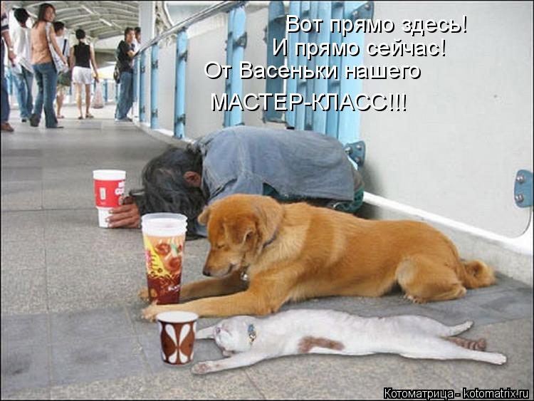 Вот прямо здесь! И прямо сейчас! От Васеньки нашего МАСТЕР-КЛАСС!!!... Котоматрица: Вот прямо здесь! И прямо сейчас! От Васеньки нашего МАСТЕР-КЛАСС!!!