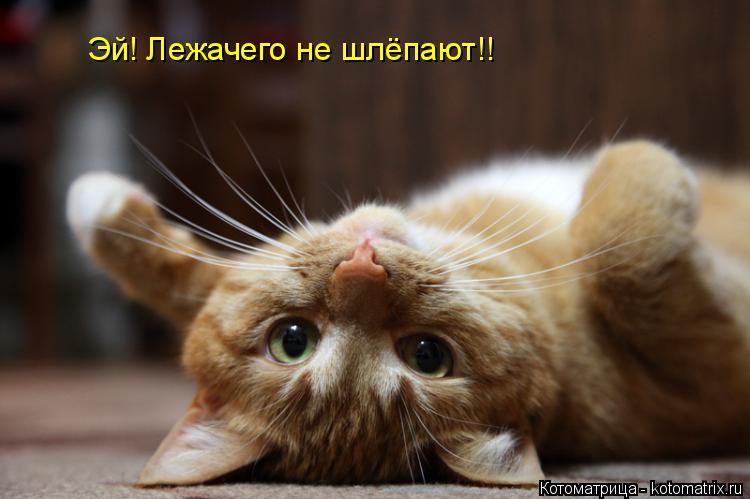 Котоматрица: Эй! Лежачего не шлёпают!!