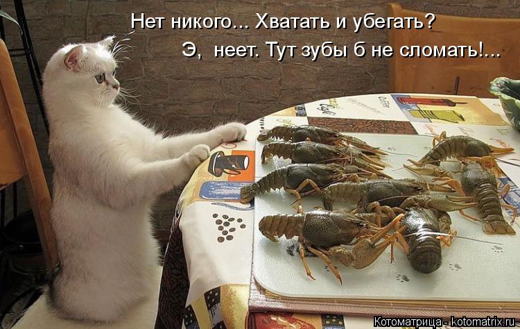 Котоматрица: Нет никого... Хватать и убегать? Э,  неет. Тут зубы б не сломать!...