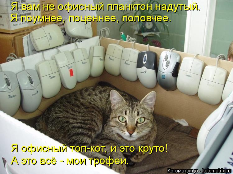 Котоматрица: Я вам не офисный планктон надутый. Я поумнее, поценнее, половчее. Я офисный топ-кот, и это круто! А это всё - мои трофеи.