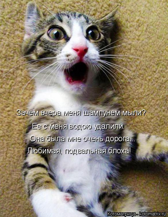 Котоматрица: Она была мне очень дорога... Любимая, подвальная блоха! Зачем вчера меня шампунем мыли? Ее с меня водою удалили.