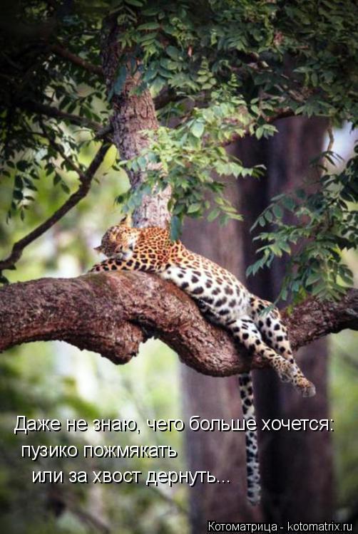 Котоматрица: Даже не знаю, чего больше хочется: или за хвост дернуть... пузико пожмякать