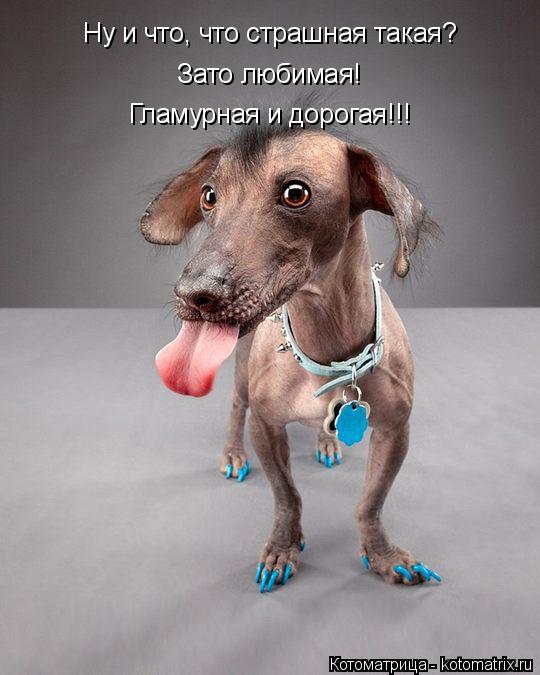 Котоматрица: Зато любимая! Гламурная и дорогая!!! Ну и что, что страшная такая?