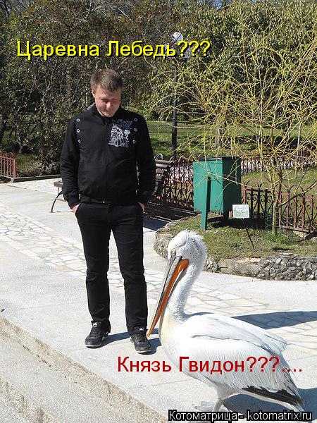Котоматрица: Царевна Лебедь??? Князь Гвидон???....