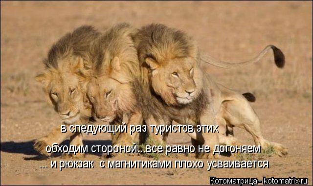 Котоматрица: обходим стороной...все равно не догоняем обходим стороной...все равно не догоняем ... и рюкзак  с магнитиками плохо усваивается в следующий ра