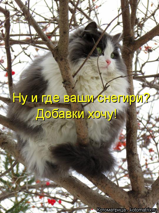 Добавки хочу! Ну и где ваши снегири?... Котоматрица: Добавки хочу! Ну и где ваши снегири?
