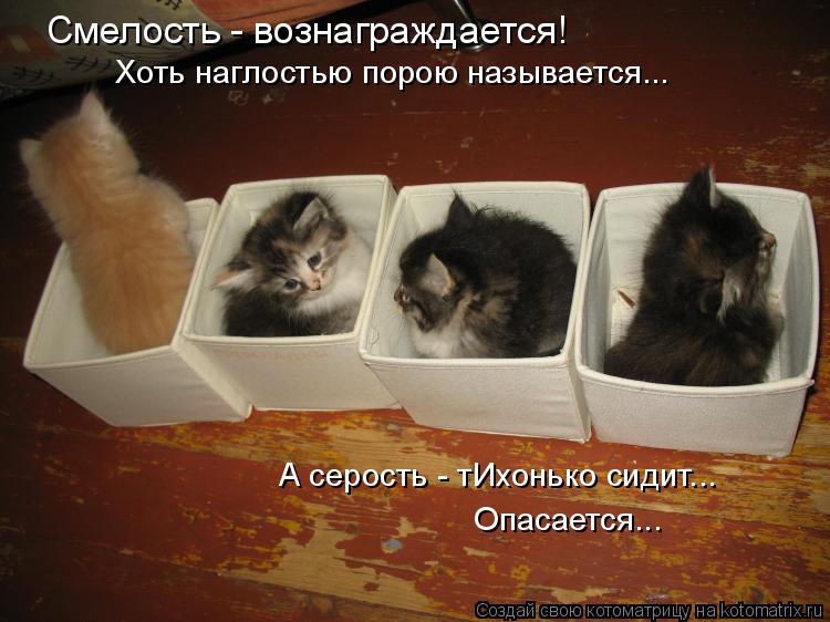 Котоматрица: Смелость - вознаграждается! Хоть наглостью порою называется... А серость - тИхонько сидит... Опасается...