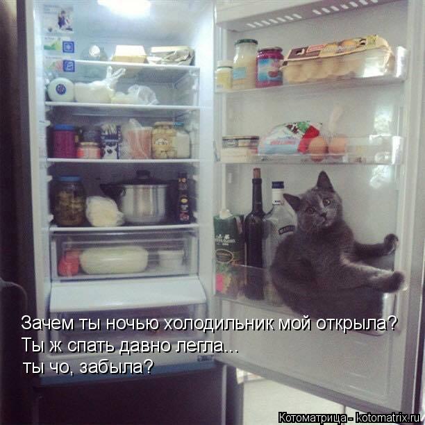 Котоматрица: Зачем ты ночью холодильник мой открыла? Ты ж спать давно легла... ты чо, забыла?