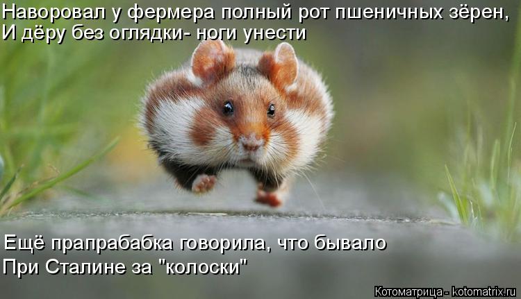 Котоматрица: Наворовал у фермера полный рот пшеничных зёрен, И дёру без оглядки- ноги унести Ещё прапрабабка говорила, что бывало При Сталине за "колоски