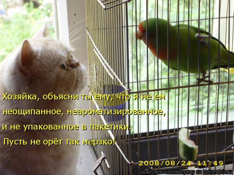 Котоматрица: Хозяйка, объясни ты ему, что я не ем  неощипанное, неароматизированное,  и не упакованное в пакетики. Пусть не орёт так мерзко!