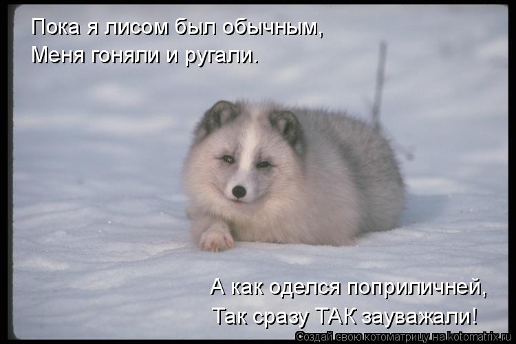 Котоматрица: Меня гоняли и ругали. А как оделся поприличней, Так сразу ТАК зауважали! Пока я лисом был обычным,