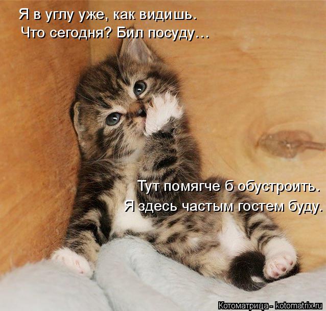 Я в углу уже, как видишь. Что сегодня? Бил посуду… Я здесь частым гостем буду. Тут помягче б обустрои... Котоматрица: Я в углу уже, как видишь. Что сегодня? Бил посуду… Я здесь частым гостем буду. Тут помягче б обустроить.