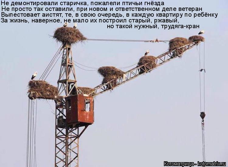 Котоматрица: Не демонтировали старичка, пожалели птичьи гнёзда Не просто так оставили, при новом и ответственном деле ветеран Выпестовает аистят, те, в 