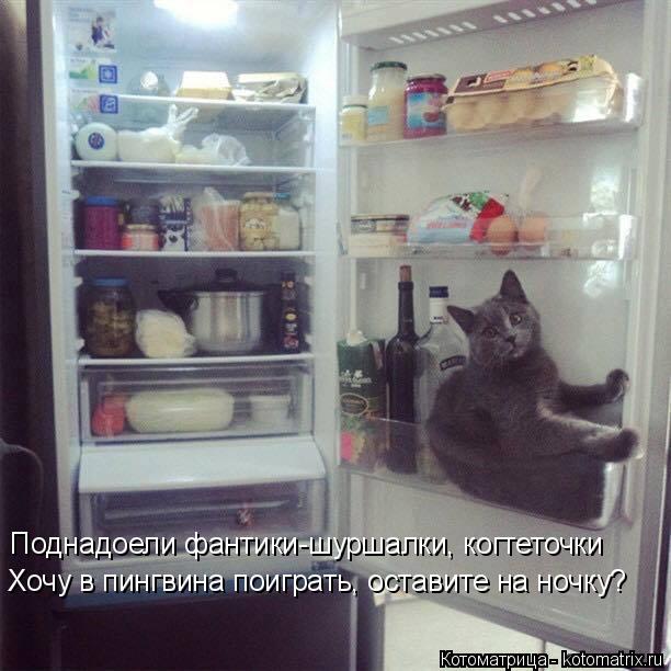 Котоматрица: Поднадоели фантики-шуршалки, когтеточки Хочу в пингвина поиграть, оставите на ночку?