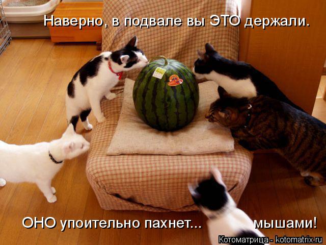 Котоматрица: Наверно, в подвале вы ЭТО держали. ОНО упоительно пахнет...            мышами!