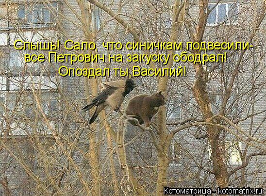 Котоматрица: Слышь! Сало, что синичкам подвесили- все Петрович на закуску ободрал! Опоздал ты,Василий!