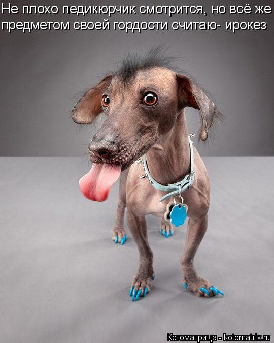 Котоматрица: Не плохо педикюрчик смотрится, но всё же предметом своей гордости считаю- ирокез