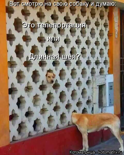 Котоматрица: Вот смотрю на свою собаку и думаю: Это телепортация  или Длинная шея?