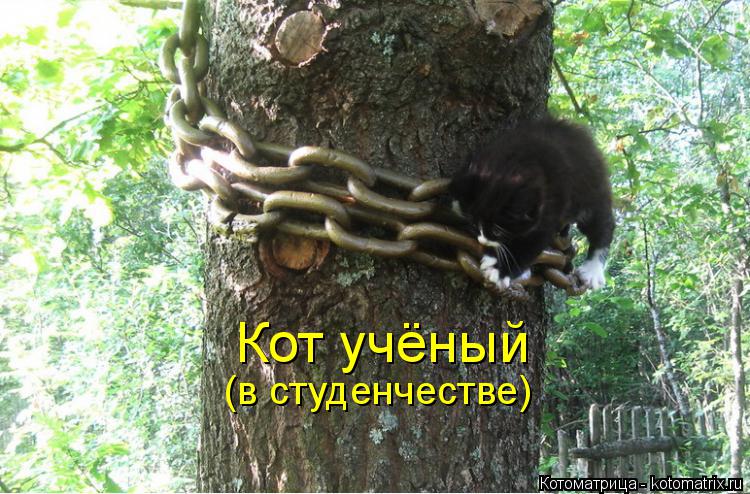Котоматрица: Кот учёный (в студенчестве)