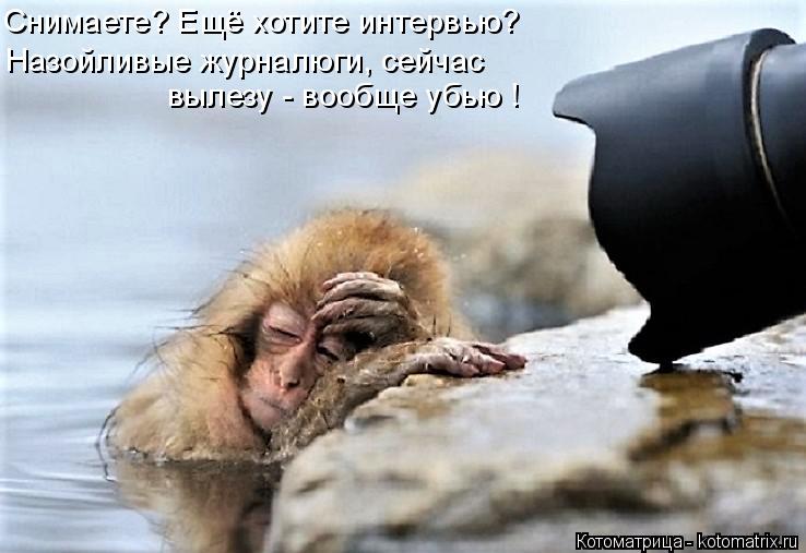 Котоматрица: Снимаете? Ещё хотите интервью? Назойливые журналюги, сейчас вылезу - вообще убью !