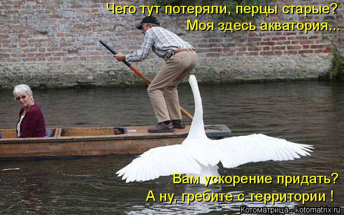 Котоматрица: Чего тут потеряли, перцы старые? Моя здесь акватория... Вам ускорение придать? А ну, гребите с территории !