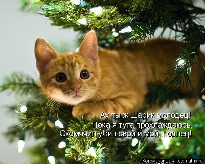 Котоматрица: Ах ты ж Шарик молодец! Пока я тута прохлаждаюсь, Схомячил ужин свой и мой, подлец!