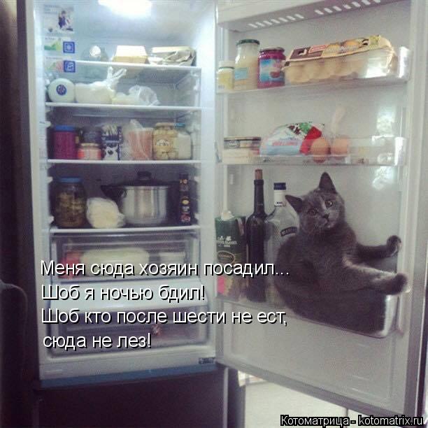 Котоматрица: Меня сюда хозяин посадил... Шоб я ночью бдил! Шоб кто после шести не ест,  сюда не лез!