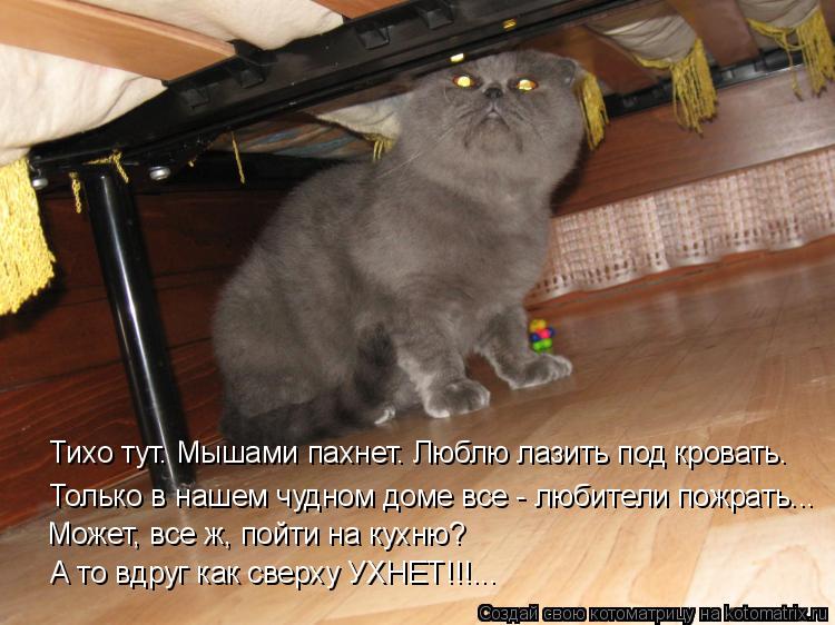 Котоматрица: Тихо тут. Мышами пахнет. Люблю лазить под кровать. Только в нашем чудном доме все - любители пожрать... Может, все ж, пойти на кухню? А то вдруг 