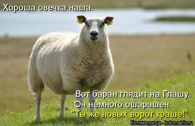 Котоматрица: Хороша овечка наша. Вот баран глядит на Глашу. Он немного ошарашен. "Ты же новых ворот краше!"
