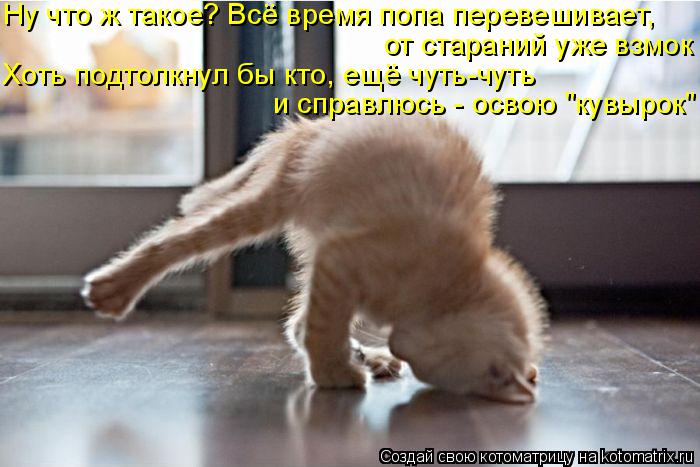 Котоматрица: Ну что ж такое? Всё время попа перевешивает, от стараний уже взмок Хоть подтолкнул бы кто, ещё чуть-чуть и справлюсь - освою "кувырок"