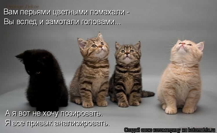 Котоматрица: Вам перьями цветными помахали - А я вот не хочу позировать. Я все привык анализировать. Вы вслед и замотали головами...