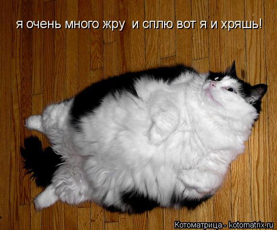 Котоматрица: я очень много жру  и сплю вот я и хряшь!