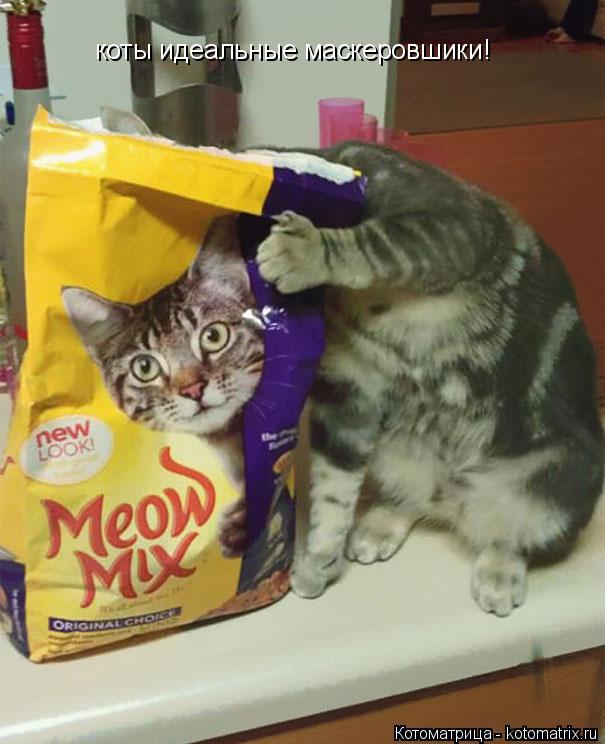 Котоматрица: коты идеальные маскеровшики!