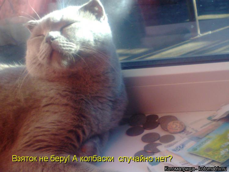 Котоматрица: Взяток не беру! А колбаски  случайно нет?